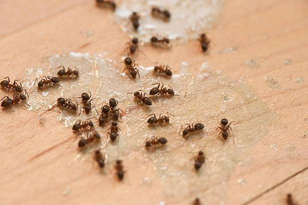 Best Emergency Pest Control  in Evansdale, IA